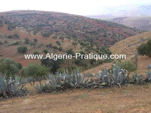 Algerie Pratique Wilaya wilaya relizane